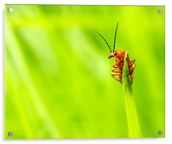 Red Soldier Beetle Acrylic by Jeni Harney