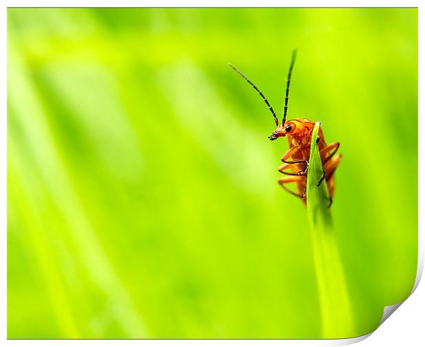 Red Soldier Beetle Print by Jeni Harney