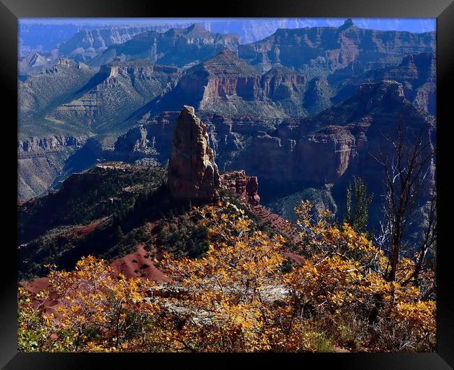 Point Imperial Grand Canyon North Rim Autumn  Framed Print by Tammy Winand