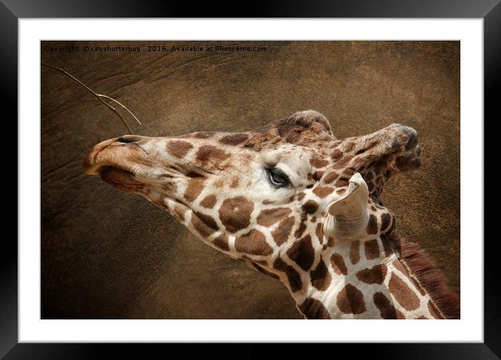 Giraffe Reaching For A Branch Framed Mounted Print by rawshutterbug 