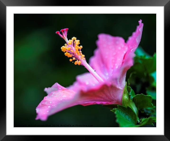 Elegant hibiscus Framed Mounted Print by Vishwanath Bhat