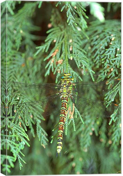 Green/brown Dragonfly 1 Canvas Print by Mike Herber