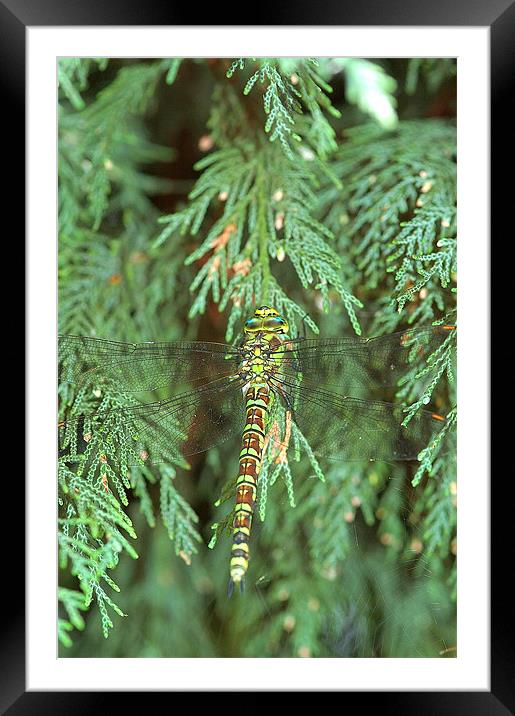Green/brown Dragonfly 1 Framed Mounted Print by Mike Herber
