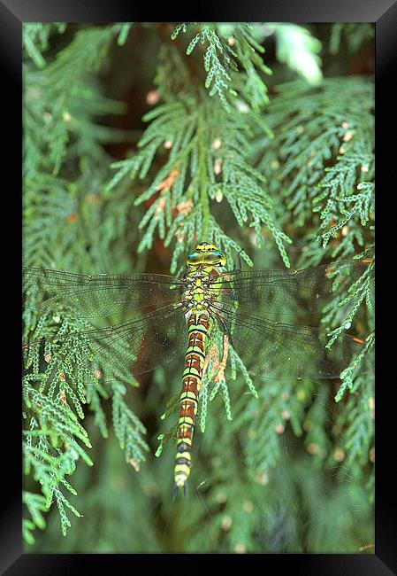 Green/brown Dragonfly 1 Framed Print by Mike Herber