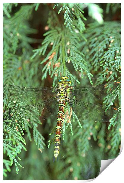 Green/brown Dragonfly 1 Print by Mike Herber