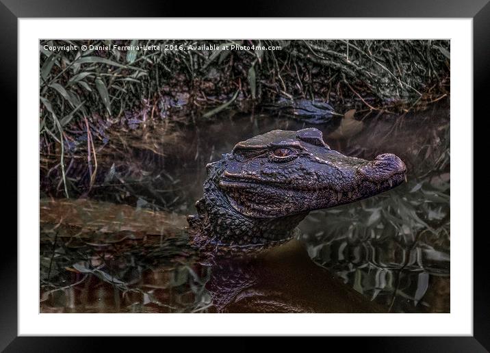 Caiman at Water in Puyo Zoo, Ecuador Framed Mounted Print by Daniel Ferreira-Leite
