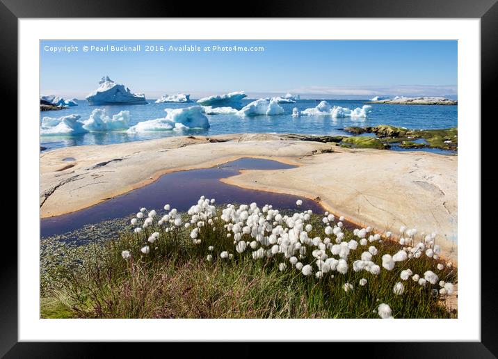 Greenland Arctic Cottongrass and Icebergs Framed Mounted Print by Pearl Bucknall