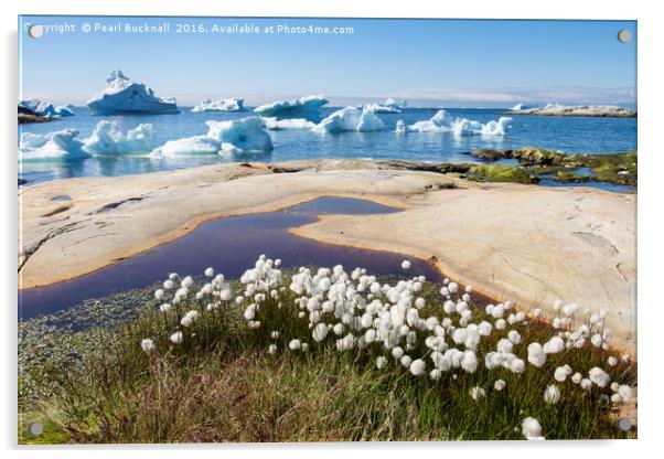 Greenland Arctic Cottongrass and Icebergs Acrylic by Pearl Bucknall