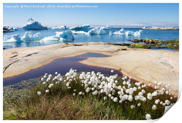 Greenland Arctic Cottongrass and Icebergs Print by Pearl Bucknall
