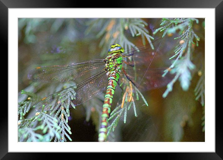 Green/brown dragonfly 2 Framed Mounted Print by Mike Herber