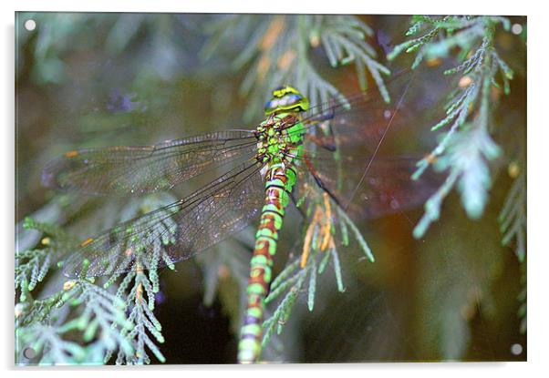 Green/brown dragonfly 2 Acrylic by Mike Herber