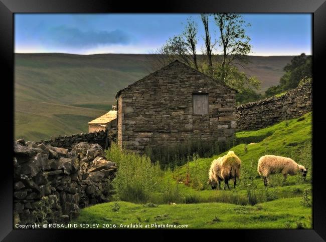 "EVENING LIGHT IN THE YORKSHIRE DALES" Framed Print by ROS RIDLEY