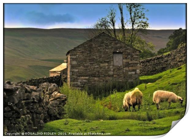 "EVENING LIGHT IN THE YORKSHIRE DALES" Print by ROS RIDLEY