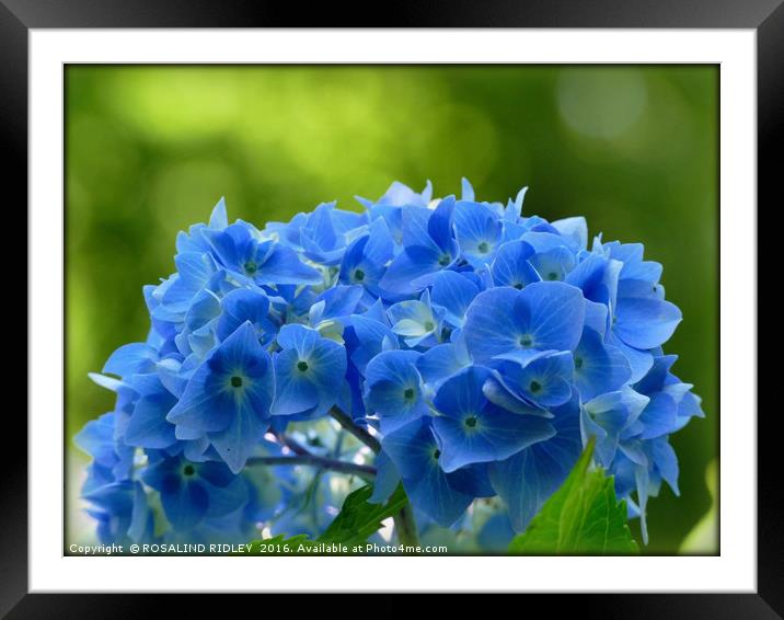 "SOFT BLUE HYDRANGEA" Framed Mounted Print by ROS RIDLEY