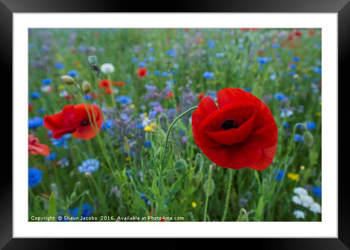 Wild flowers  Framed Mounted Print by Shaun Jacobs