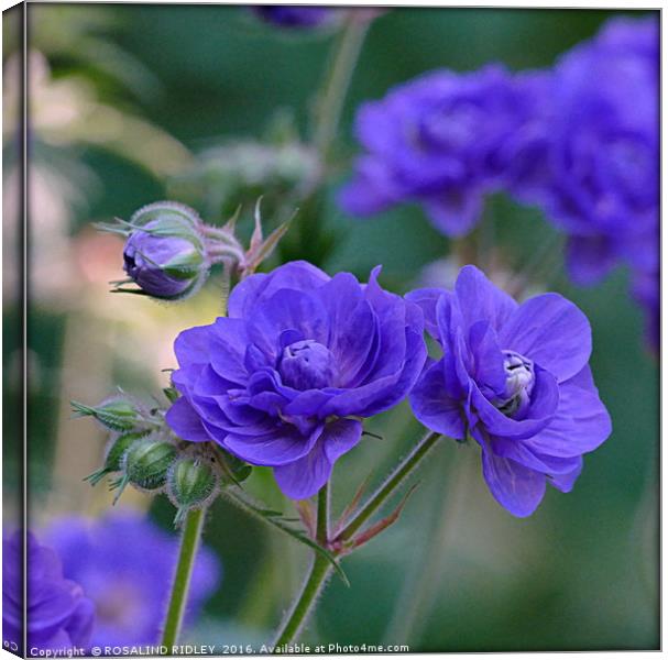 "PURPLE DOUBLE DELPHINIUMS AT THORP PERROW ARBORET Canvas Print by ROS RIDLEY
