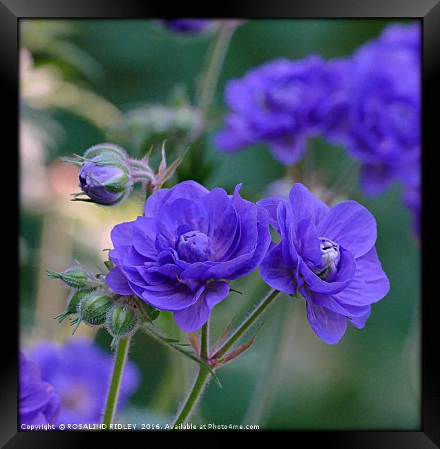 "PURPLE DOUBLE DELPHINIUMS AT THORP PERROW ARBORET Framed Print by ROS RIDLEY