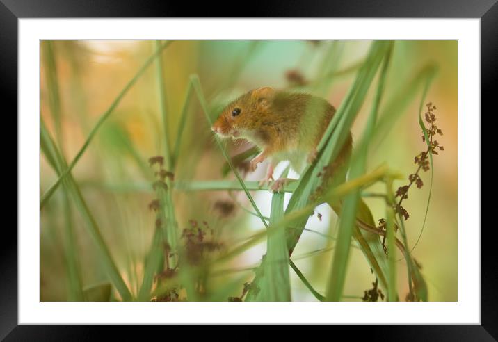 Harvest Mouse 1 Framed Mounted Print by Clive Eariss