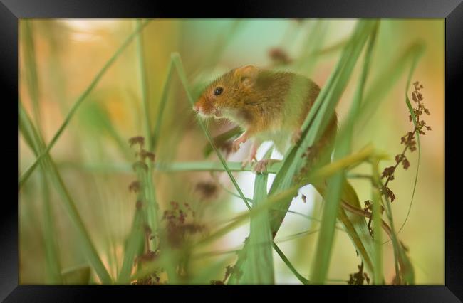 Harvest Mouse 1 Framed Print by Clive Eariss