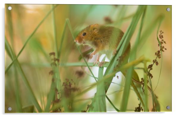 Harvest Mouse 1 Acrylic by Clive Eariss