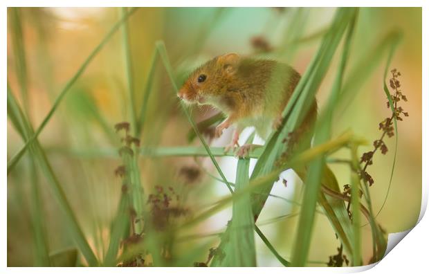 Harvest Mouse 1 Print by Clive Eariss