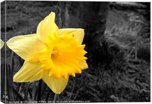 Daffodil : Colour in a grey world Canvas Print by Christopher Kiddle