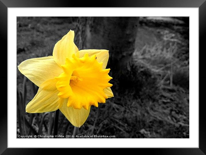 Daffodil : Colour in a grey world Framed Mounted Print by Christopher Kiddle