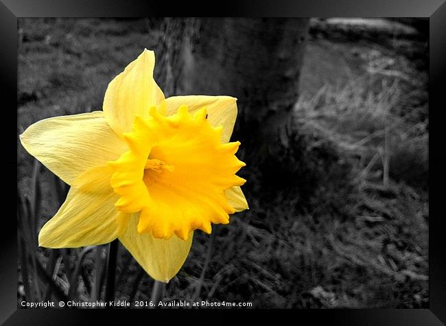 Daffodil : Colour in a grey world Framed Print by Christopher Kiddle