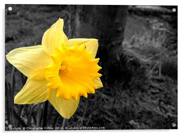 Daffodil : Colour in a grey world Acrylic by Christopher Kiddle