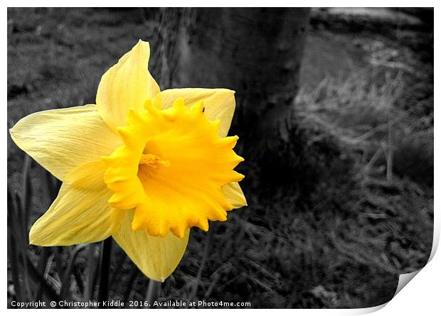 Daffodil : Colour in a grey world Print by Christopher Kiddle