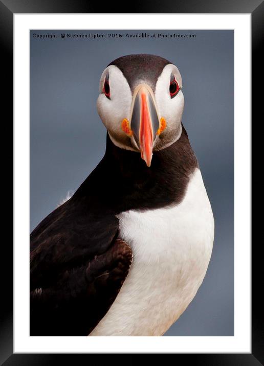 Atlantic Puffin, Isle of May Framed Mounted Print by Stephen Lipton