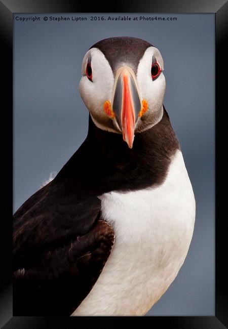 Atlantic Puffin, Isle of May Framed Print by Stephen Lipton