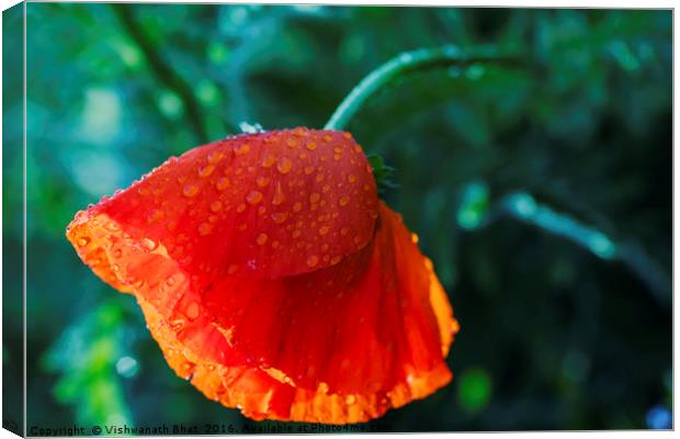 One beautiful red poppy with dew drops Canvas Print by Vishwanath Bhat