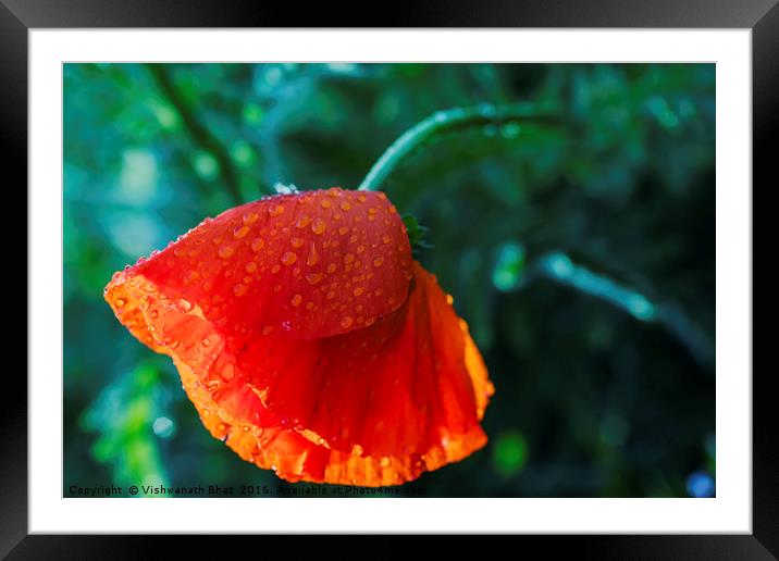 One beautiful red poppy with dew drops Framed Mounted Print by Vishwanath Bhat