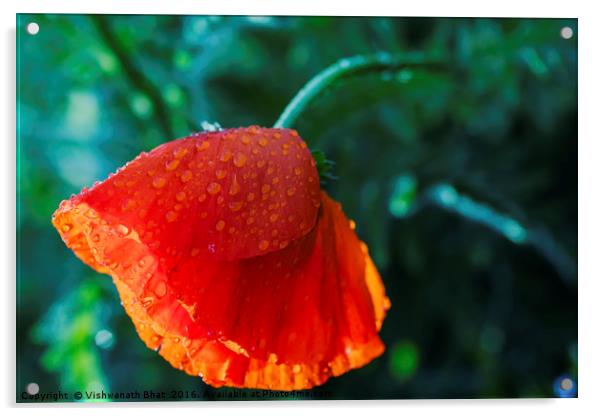 One beautiful red poppy with dew drops Acrylic by Vishwanath Bhat