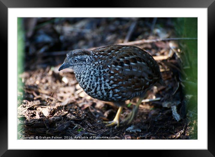 Button Quail Framed Mounted Print by Graham Palmer