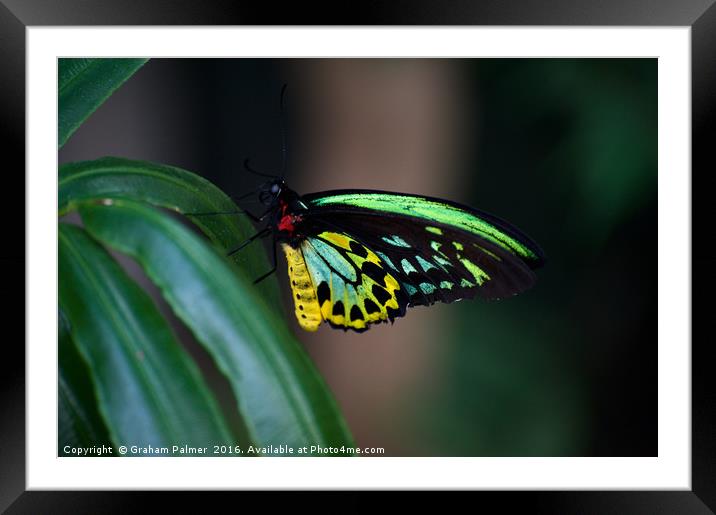 Colour On The Wing Framed Mounted Print by Graham Palmer