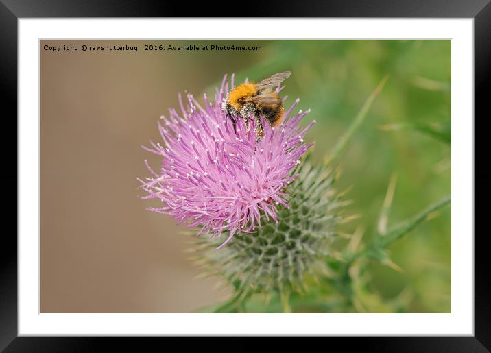 Bee Collecting Pollen On A Summer Thistle Framed Mounted Print by rawshutterbug 