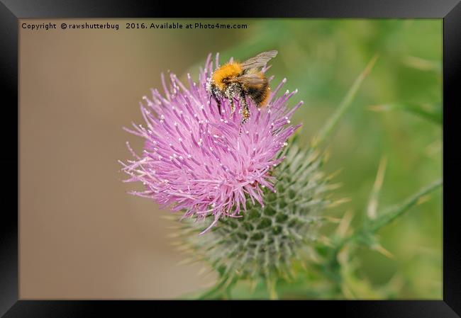 Bee Collecting Pollen On A Summer Thistle Framed Print by rawshutterbug 