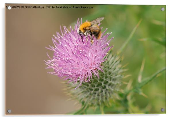 Bee Collecting Pollen On A Summer Thistle Acrylic by rawshutterbug 