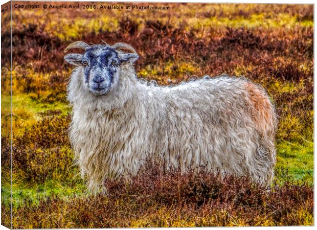 Exmoor Sheep Canvas Print by Angela Aird