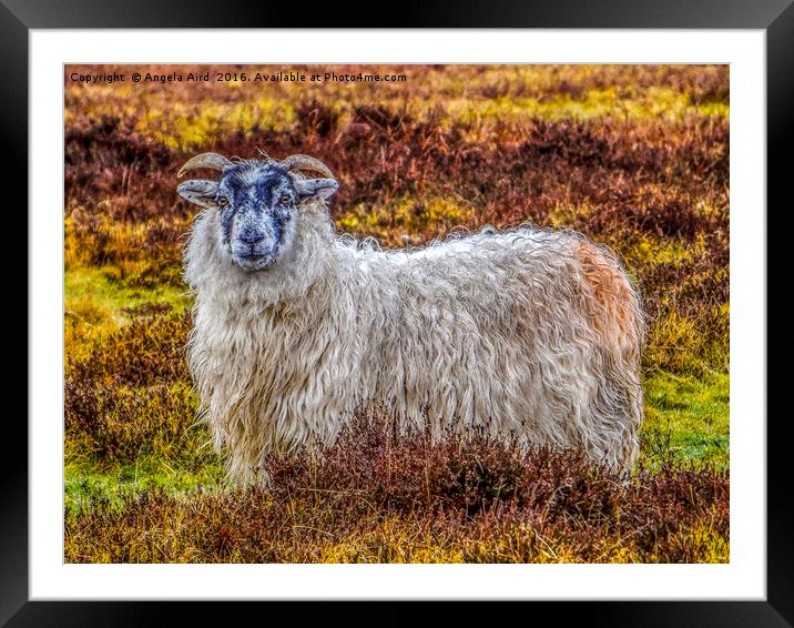 Exmoor Sheep Framed Mounted Print by Angela Aird