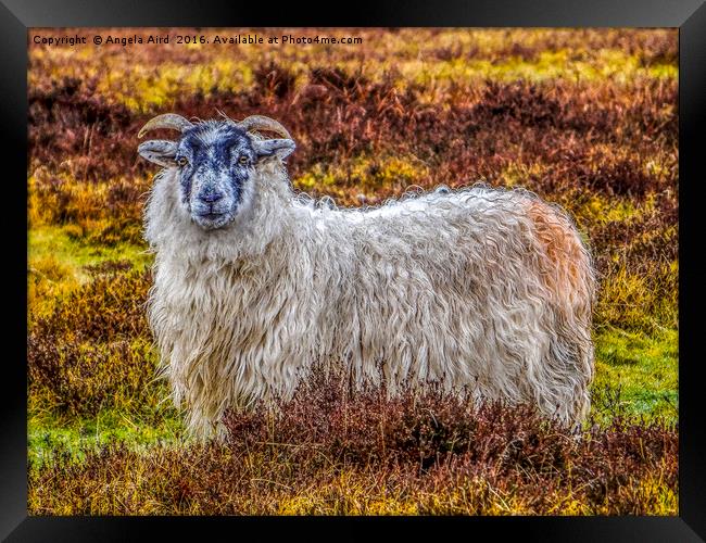 Exmoor Sheep Framed Print by Angela Aird