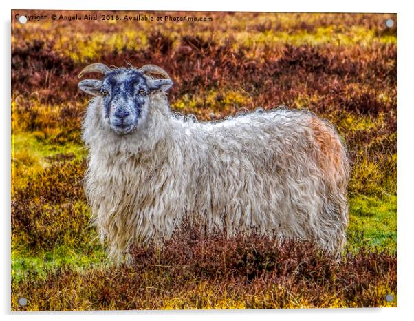 Exmoor Sheep Acrylic by Angela Aird