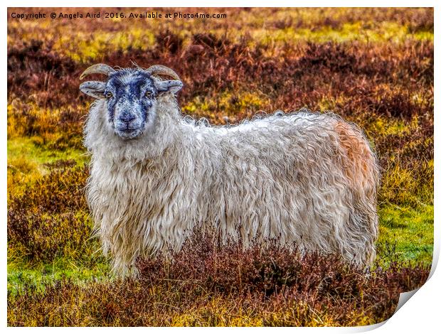Exmoor Sheep Print by Angela Aird