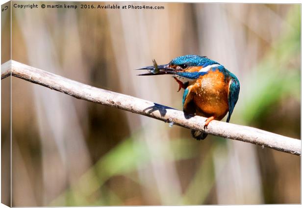 Kingfisher With Fish Canvas Print by Martin Kemp Wildlife