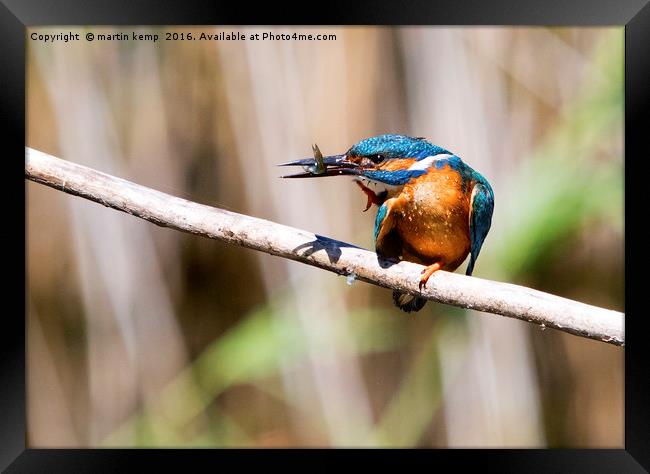 Kingfisher With Fish Framed Print by Martin Kemp Wildlife