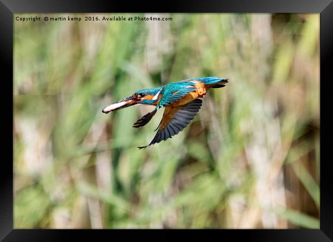 Kingfisher Flying With Fish Framed Print by Martin Kemp Wildlife