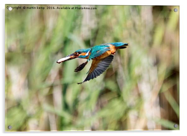 Kingfisher Flying With Fish Acrylic by Martin Kemp Wildlife