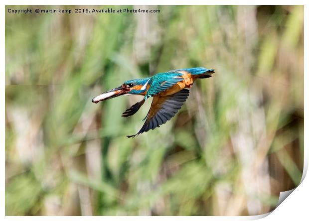 Kingfisher Flying With Fish Print by Martin Kemp Wildlife